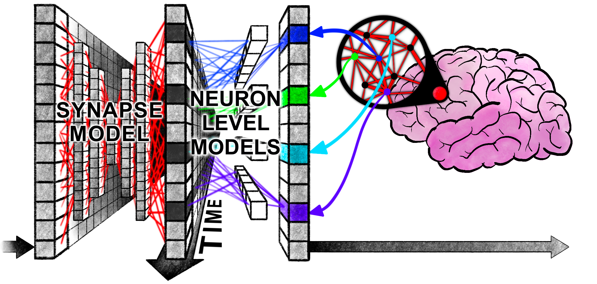 CTM——Continuous Thought Machine